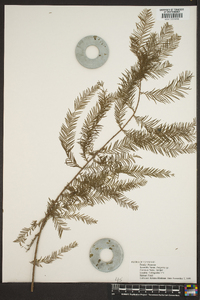 Juniperus scopulorum image