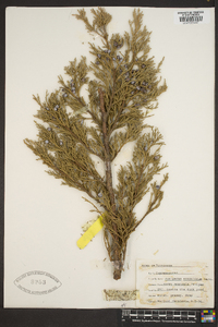 Juniperus scopulorum image