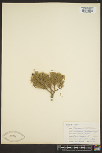 Juniperus scopulorum image
