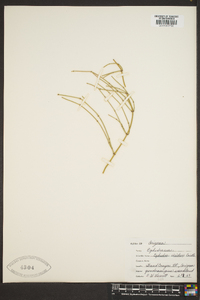 Ephedra viridis image