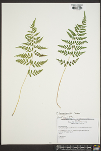 Cystopteris × tennesseensis image