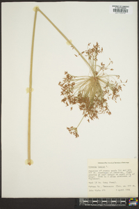 Cyperus haspan image