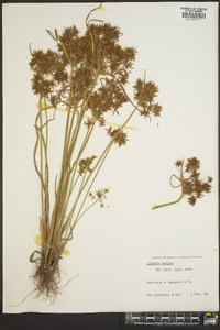 Cyperus haspan image