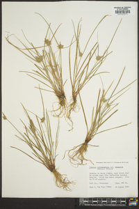 Cyperus polystachyos image