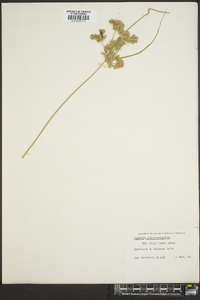 Cyperus pseudovegetus image