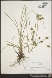 Cyperus retrorsus image