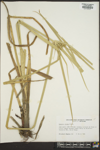 Cyperus virens image