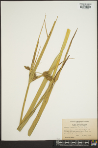Schoenoplectus fluviatilis image