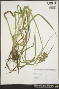 Scirpus georgianus image