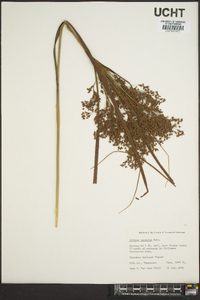 Scirpus pendulus image