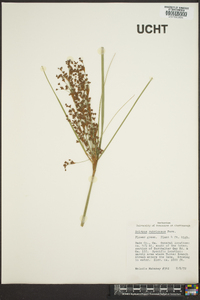 Scirpus rubricosus image