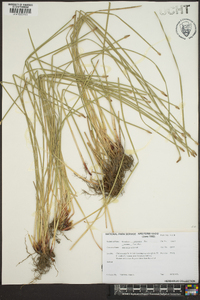 Eleocharis tricostata image