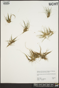 Eleocharis flavescens image