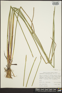 Eleocharis quadrangulata image