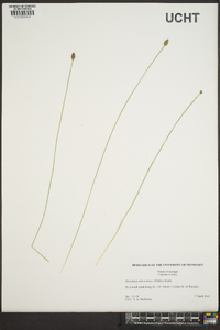 Eleocharis tuberculosa image