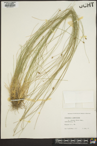 Eleocharis tuberculosa image