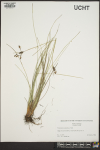 Fimbristylis tomentosa image