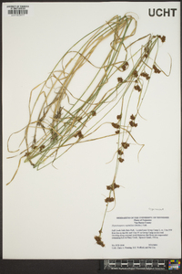 Rhynchospora capitellata image