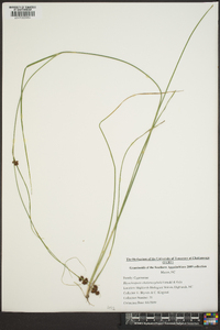 Rhynchospora chalarocephala image