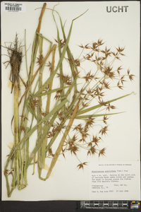 Rhynchospora corniculata image
