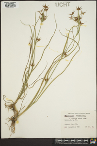 Rhynchospora corniculata image