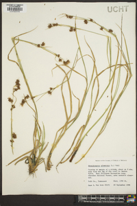 Rhynchospora glomerata image