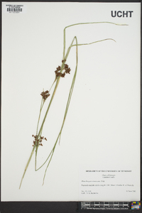 Rhynchospora torreyana image