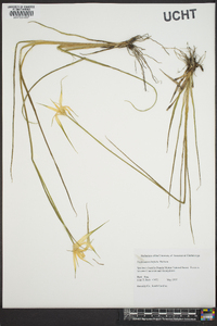 Dichromena latifolia image