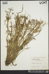 Psilocarya nitens image