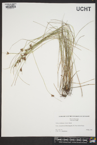 Scleria baldwinii image