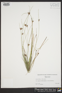 Scleria baldwinii image