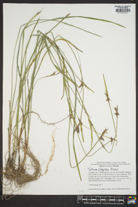 Scleria oligantha image