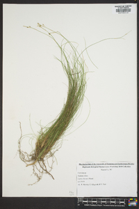 Carex eburnea image