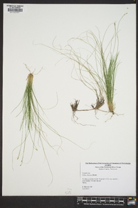 Carex eburnea image