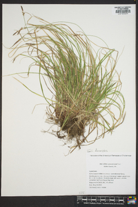 Carex lucorum image