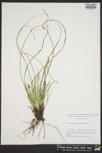 Carex nigromarginata image