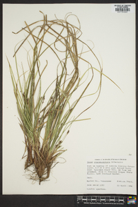 Carex nigromarginata image