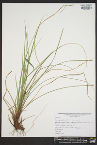 Carex nigromarginata image