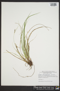 Carex nigromarginata image