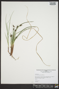 Carex nigromarginata image