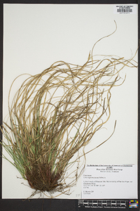 Carex nigromarginata image