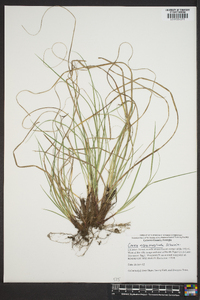 Carex nigromarginata image