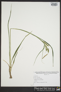 Carex scabrata image