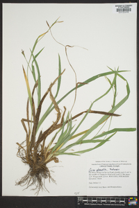 Carex abscondita image