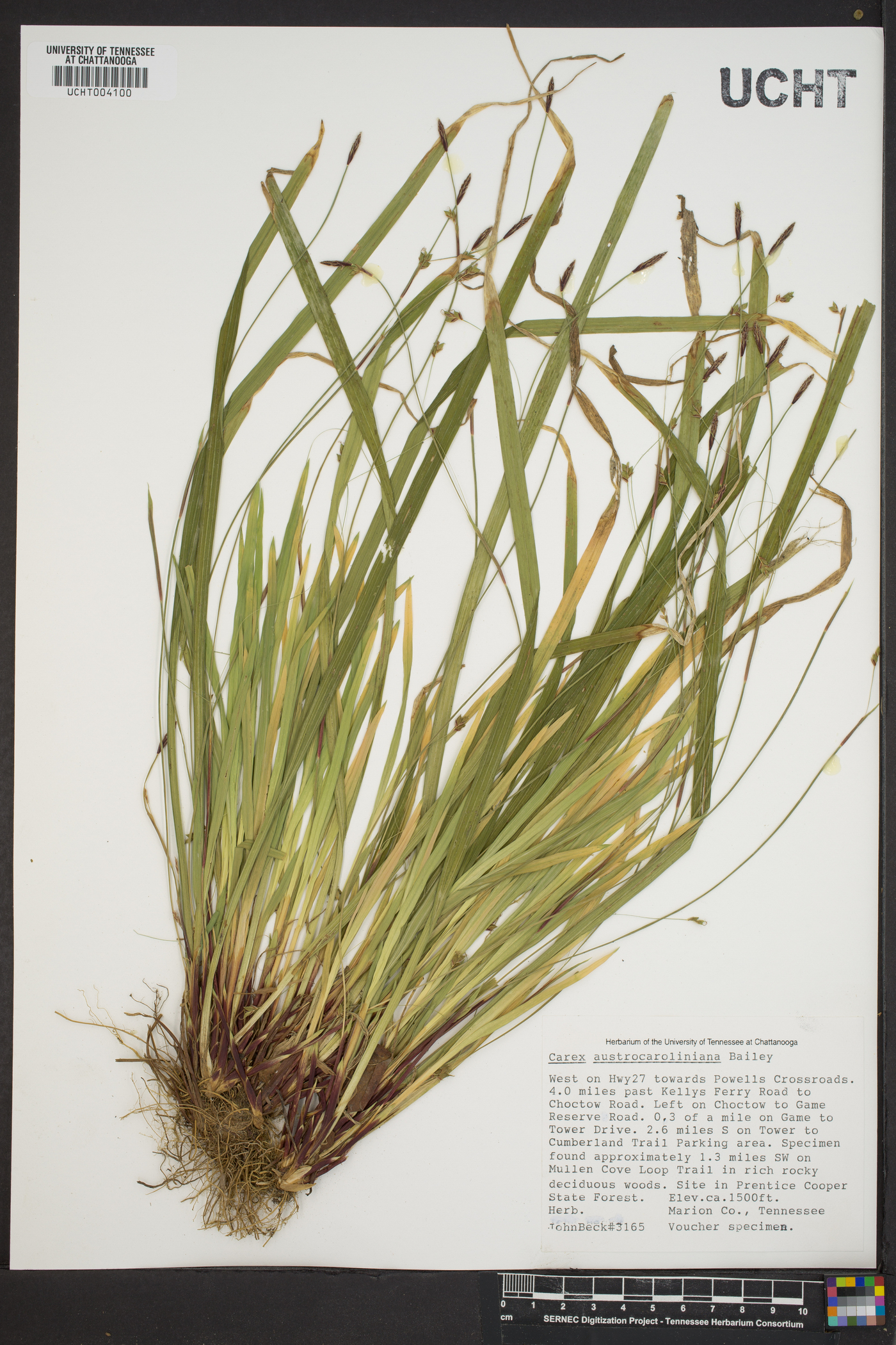 Carex austrocaroliniana image