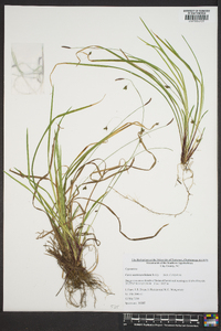 Carex austrocaroliniana image