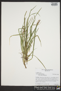 Carex cumberlandensis image