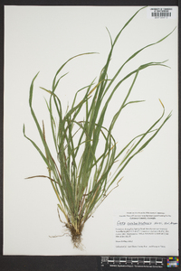 Carex cumberlandensis image