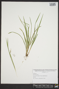 Carex cumberlandensis image