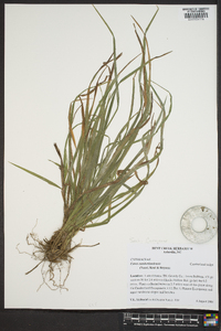 Carex cumberlandensis image